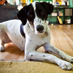DogWatch of Columbus, Columbus, Ohio | Indoor Pet Boundaries Contact Us Image