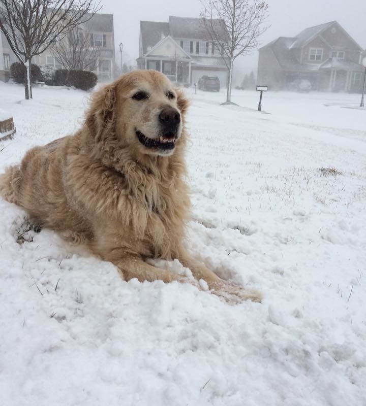 DogWatch of Columbus, Columbus, Ohio | Photo Gallery  Image