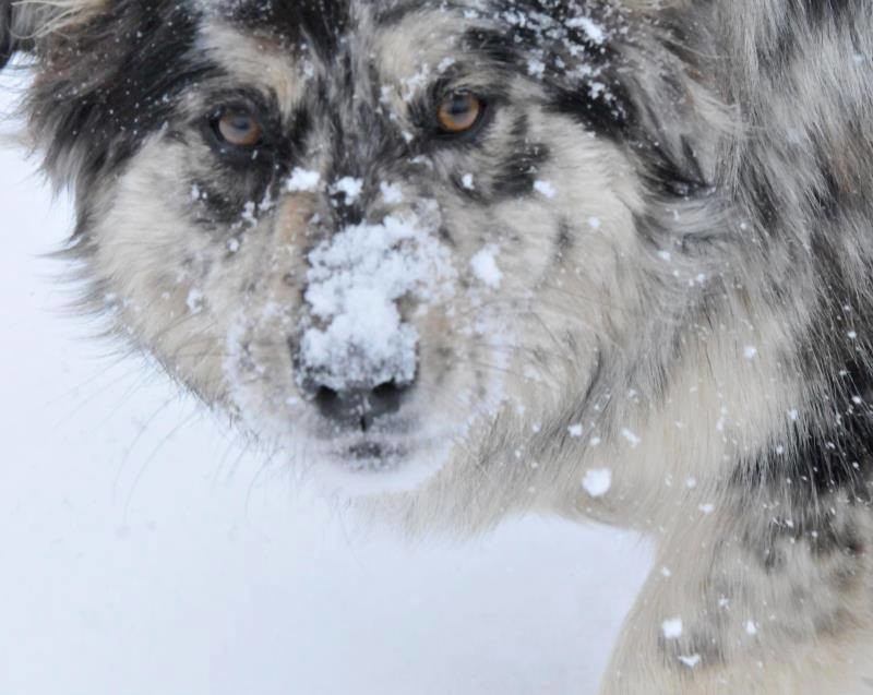 DogWatch of Columbus, Columbus, Ohio | Photo Gallery  Image