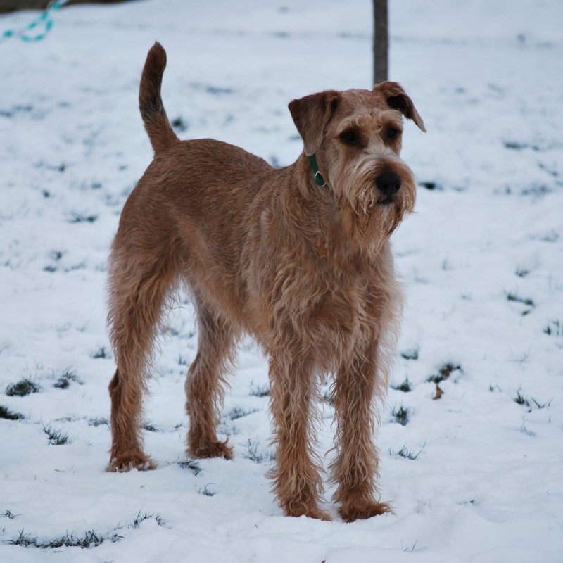 DogWatch of Columbus, Columbus, Ohio | Photo Gallery  Image