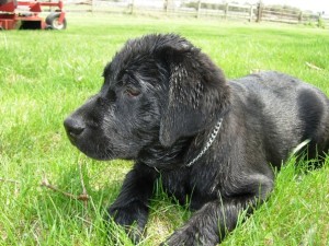 Finn the Black Lab 2