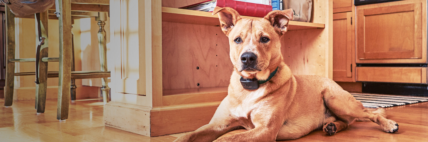 DogWatch of Columbus, Columbus, Ohio | Indoor Pet Fences Slider Image